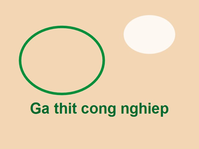 Gà thịt công nghiệp